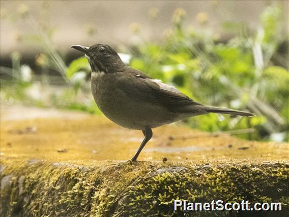 White-throated Thrush (Turdus assimilis)