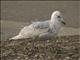 Glaucous-winged Gull (Larus glaucescens) - 2nd Winter