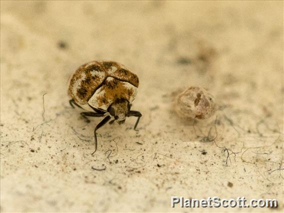 Varied Carpet Beetle (Anthrenus verbasci)