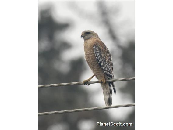 Red-shouldered Hawk (Buteo lineatus)