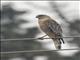 Red-shouldered Hawk (Buteo lineatus)