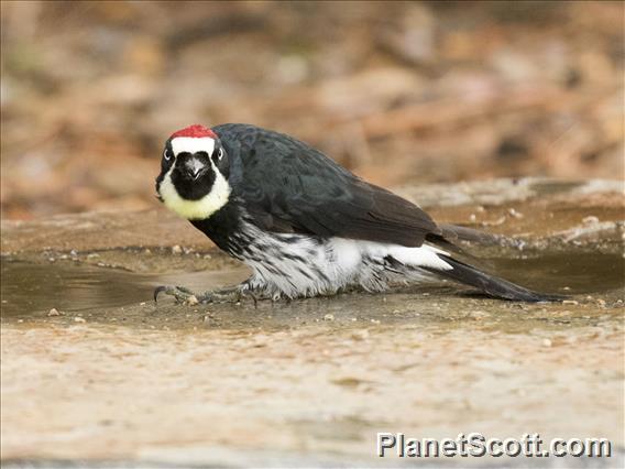 Acorn Woodpecker (Melanerpes formicivorus)