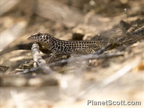 Tiger Whiptail (Aspidoscelis tigris)