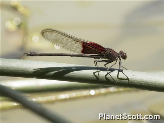 American Rubyspot (Hetaerina americana)