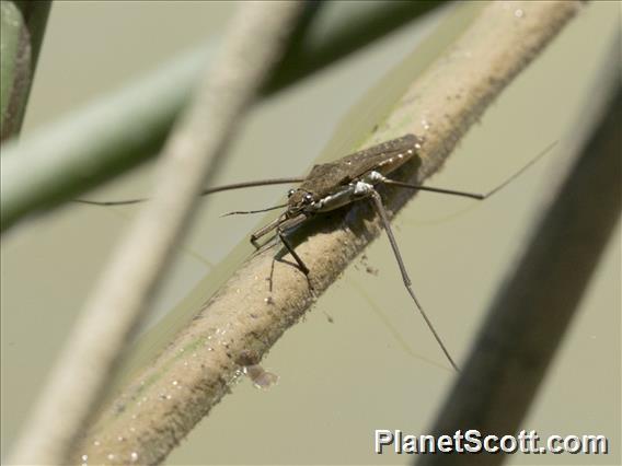 Common Water Strider (Aquarius remigis)