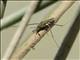 Common Water Strider (Aquarius remigis)