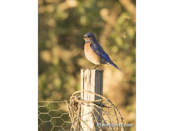 Western Bluebird (Sialia mexicana)