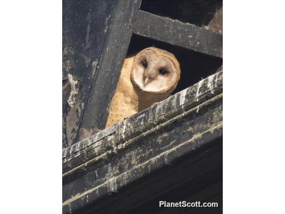 American Barn Owl (Tyto furcata)