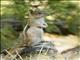 Golden-mantled Ground Squirrel (Callospermophilus lateralis)