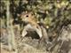 Golden-mantled Ground Squirrel (Callospermophilus lateralis)