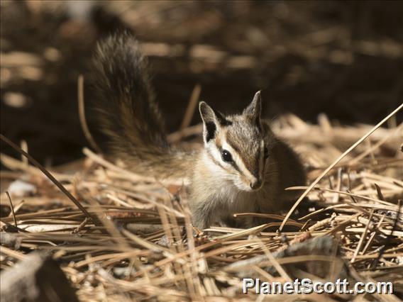 Allen's Chipmunk (Neotamias senex)