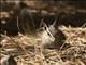 Allens Chipmunk (Neotamias senex)