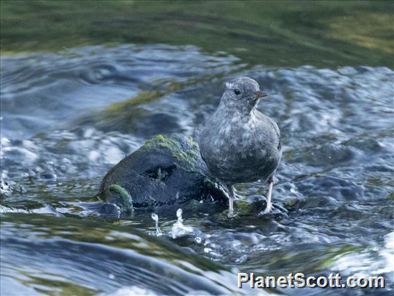 American Dipper (Cinclus mexicanus)