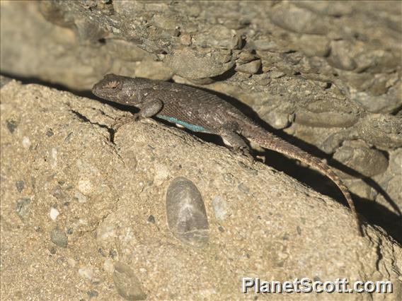 Western Fence Lizard (Sceloporus occidentalis)