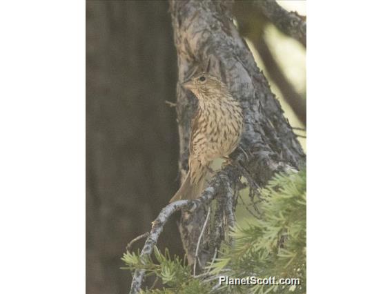 Cassin's Finch (Haemorhous cassinii)