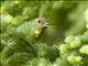 Western Tanager (Piranga ludoviciana)