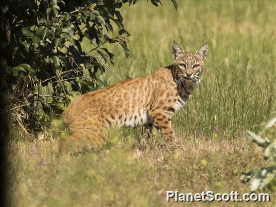 Bobcat (Lynx rufus)