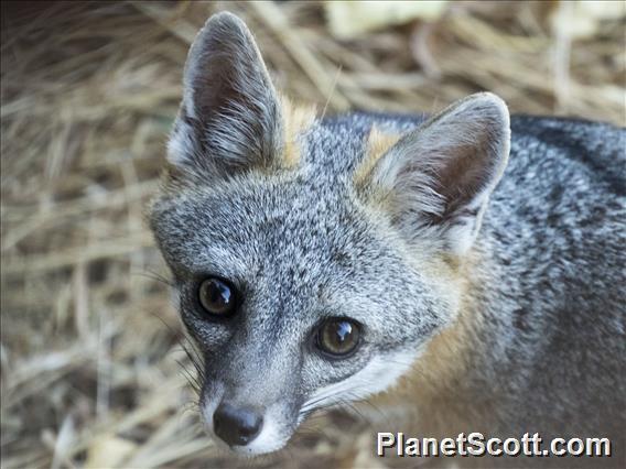 Gray Fox (Urocyon cinereoargenteus)