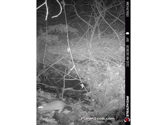 Dusky-footed Woodrat (Neotoma fuscipes)