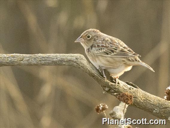 Grasshopper Sparrow (Ammodramus savannarum)