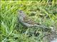 Chipping Sparrow (Spizella passerina) - Juvenile