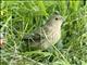 Lazuli Bunting (Passerina amoena) - Female