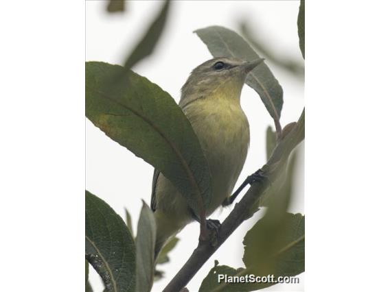 Philadelphia Vireo (Vireo philadelphicus)