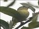 Philadelphia Vireo (Vireo philadelphicus)