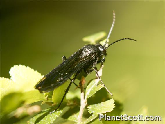 Thynnid Flower Wasp (Elaphroptera nigripennis)