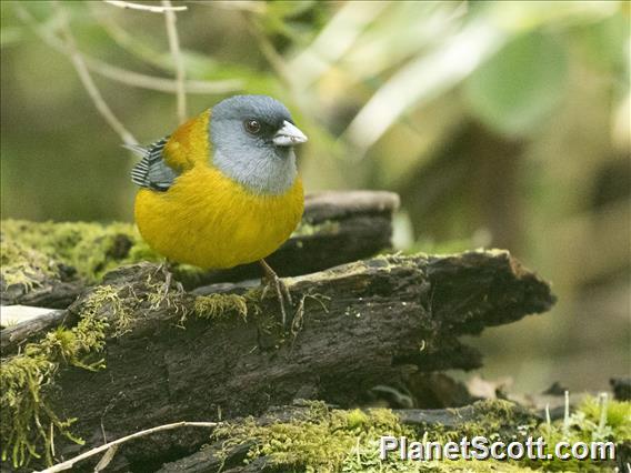 Patagonian Sierra-Finch (Phrygilus patagonicus)