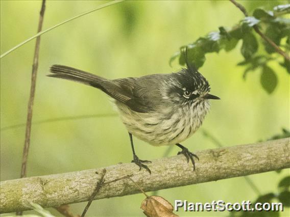 Tufted Tit-Tyrant (Anairetes parulus)