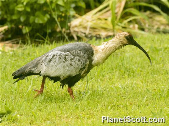 Black-faced Ibis (Theristicus melanopis)