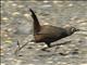 Black-throated Huet-huet (Pteroptochos tarnii)