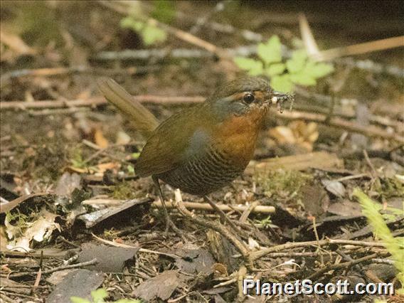 Chucao Tapaculo (Scelorchilus rubecula)