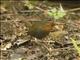 Chucao Tapaculo (Scelorchilus rubecula)