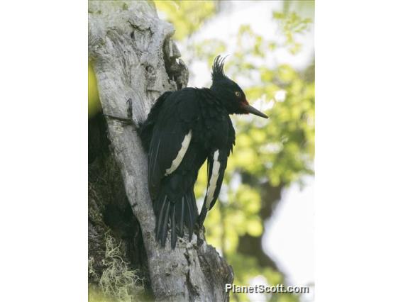 Magellanic Woodpecker (Campephilus magellanicus)