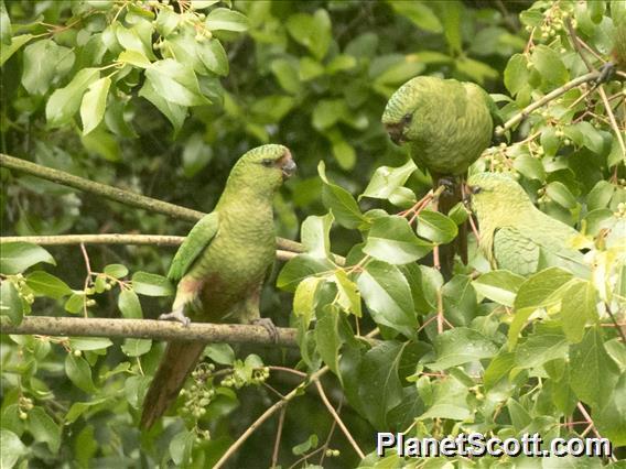 Austral Parakeet (Enicognathus ferrugineus)