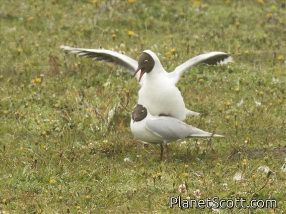 Brown-hooded Gull (Chroicocephalus maculipennis)