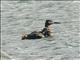 Great Grebe (Podiceps major)