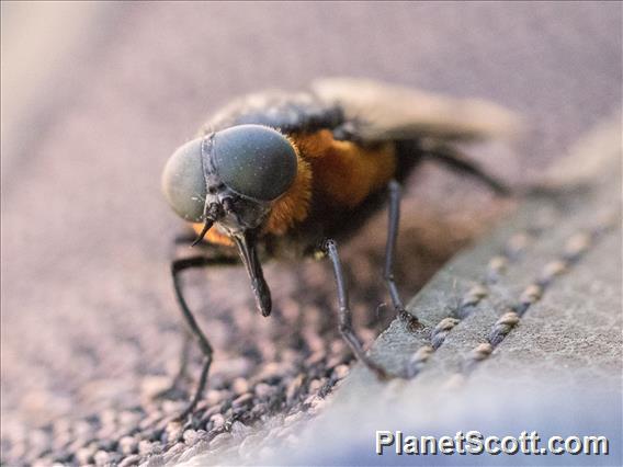 Black Horse Fly (Scaptia lata)