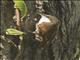 White-throated Treerunner (Pygarrhichas albogularis)