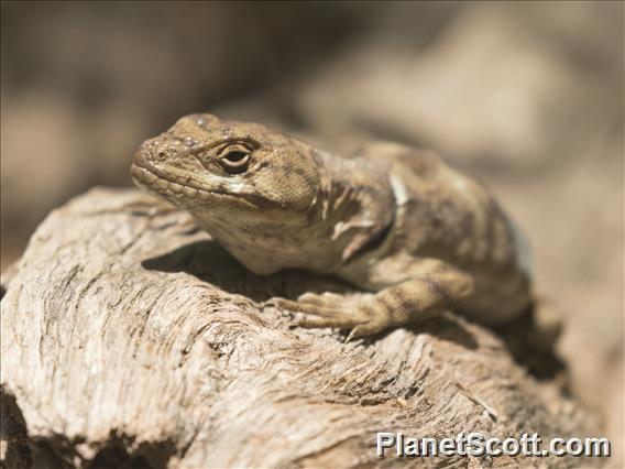 Southern Grumbler (Pristidactylus torquatus)