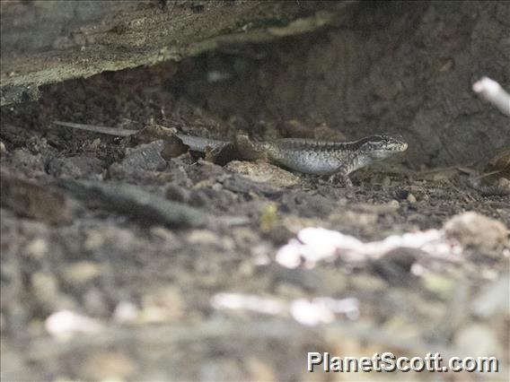 Northern Painted Smooth-throated Lizard (Liolaemus septentrionalis)