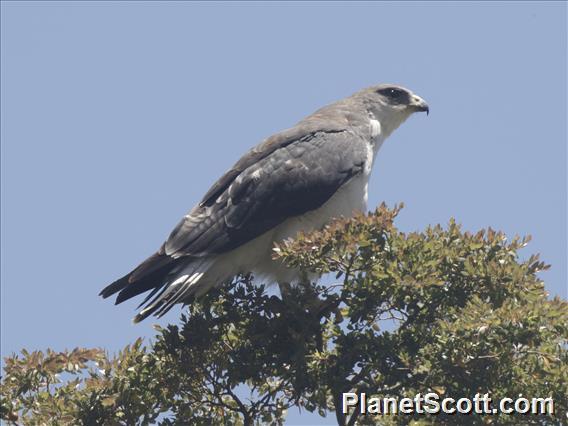 Variable Hawk (Geranoaetus polyosoma)