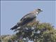 Variable Hawk (Geranoaetus polyosoma)