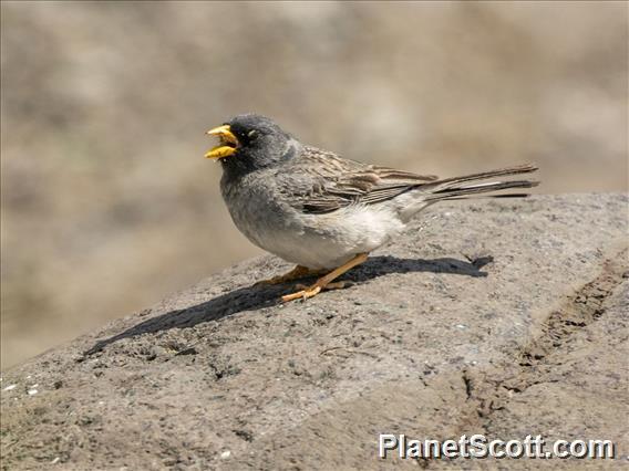 Band-tailed Sierra-Finch (Rhopospina alaudina)