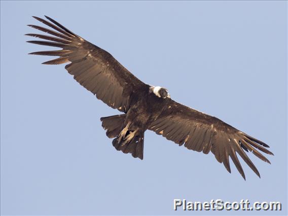 Andean Condor (Vultur gryphus)