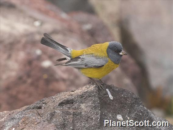 Gray-hooded Sierra-Finch (Phrygilus gayi)