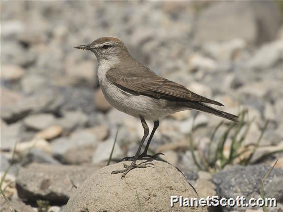 White-browed Ground-Tyrant (Muscisaxicola albilora)