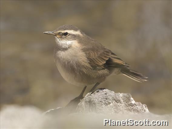 Buff-winged Cinclodes (Cinclodes fuscus)